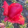 Arkansas rose photo