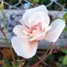 Perle d'Or rose photo