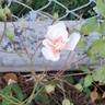 Perle d'Or rose photo