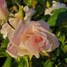 White Simplicity ® rose photo
