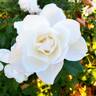 White Simplicity ® rose photo