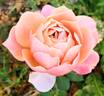 State of Grace rose photo