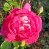 Mauvelous rose photo