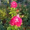 Mauvelous rose photo