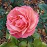 Anna's Promise rose photo