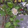 Marina Picasso rose photo