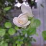 Marina Picasso rose photo
