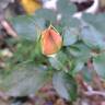 Oh Happy Day ® rose photo