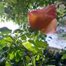 Rosa del Camino de Santiago ® rose photo