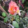 Flame Origami rose photo