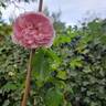 The Wedgwood Rose rose photo