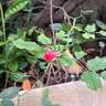 Knock Out rose photo