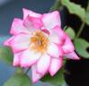 Little Joker rose photo