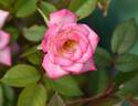 Little Joker rose photo