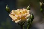 Party Girl ® rose photo