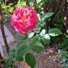 Emma Bridgewater ™ rose photo
