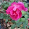 Rodin ® rose photo