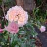 Catherine Meurisse rose photo