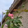 Borneo Odore Clg rose photo