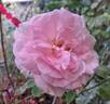 Sophie Davant rose photo