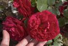 MEIkeneza rose photo