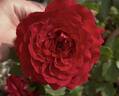 MEIkeneza rose photo