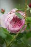 Spirit of Freedom rose photo