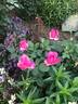 Amazing Mum rose photo