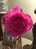 Chartreuse de Parme rose photo