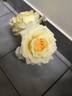 Sunny Sky ™ rose photo