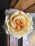 Shooting Star rose photo