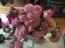 Summer Romance rose photo