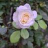 Midsummersnow ® rose photo