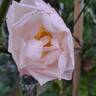 Pear™ rose photo