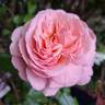 Jean de la Fontaine rose photo