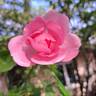 Bordure Rose No. 2 rose photo