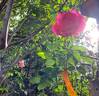 Lolita Lempicka ® rose photo