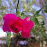 Young Lycidas rose photo