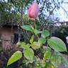 Alexandra David Neel rose photo