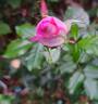 Renée van Wegberg ™ rose photo