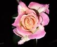 Flame Origami rose photo