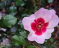 See You in Red ® rose photo