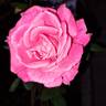 Lolita Lempicka ® rose photo