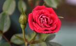 Jamie Alexander rose photo