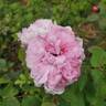 Marchesa Boccella rose photo