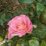 Julie Andrews rose photo