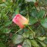 Julie Andrews rose photo