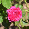 Chantal Baudron rose photo