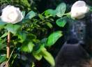 Baby Iceberg rose photo