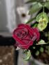 Black Jade ™ rose photo